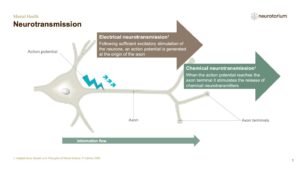 Mental Health - Fundamentals of Neurobiology - slide 9